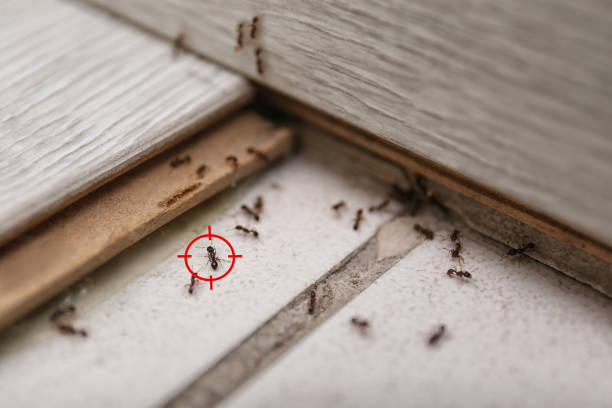 Best Exterminator Services  in Wagner, SD