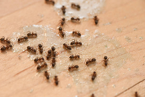 Best Flea Control Services  in Wagner, SD