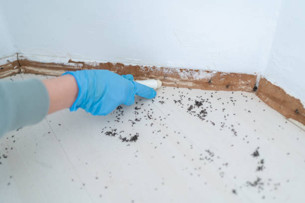 Best Termite Control Services  in Wagner, SD